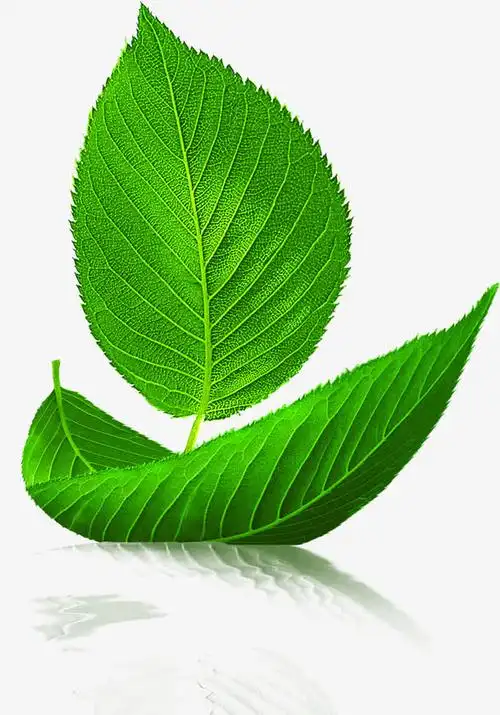 春季清新树叶纹理素材免费下载_觅元素