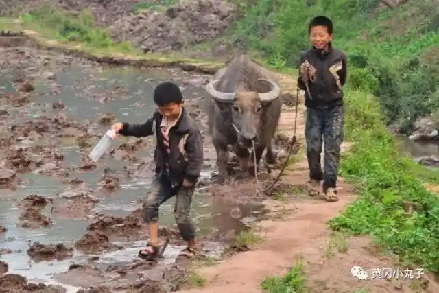 乡村印象19:近1800字讲述农村放牛的孩子!都是我们真实的童年