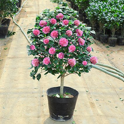 香妃茶花树苗盆栽带花苞花卉植物四季开花山茶花红赤丹室内外浓香