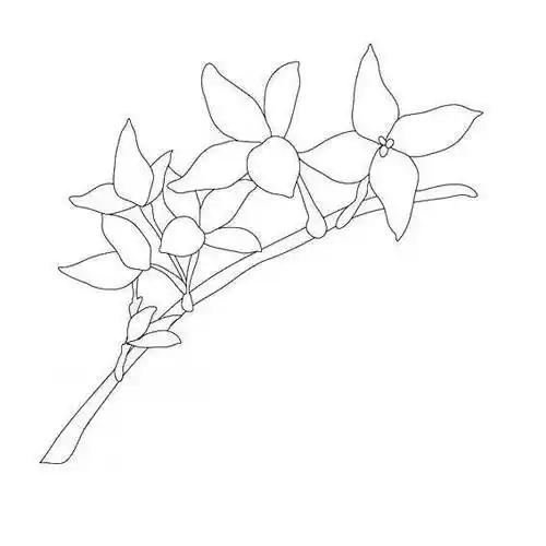 迎春花简笔画 迎春花简笔画简单又漂亮