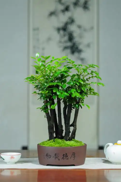 小叶紫檀盆景紫砂绿植四季常青室内茶几办公桌书房客厅黑骨茶盆栽d款