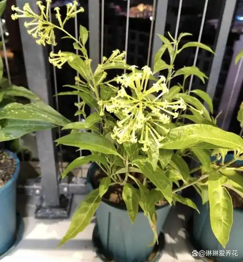 养过夜来香吗,夜间开花,白色花瓣很漂亮,能把人香晕了