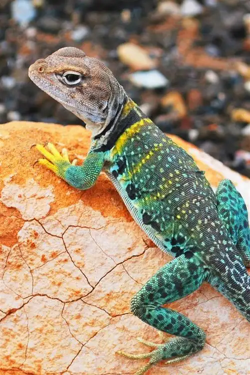 七彩蜥蜴,壁虎,石头,背景虚化 iphone 壁纸