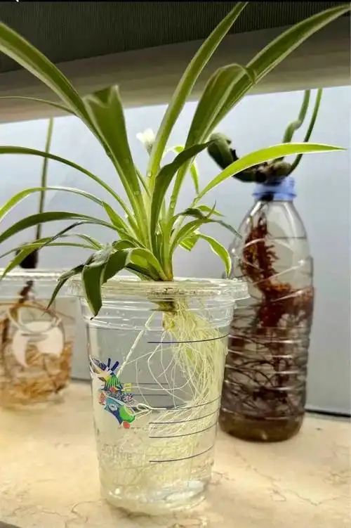 你是因为哪种植物入的水培坑?