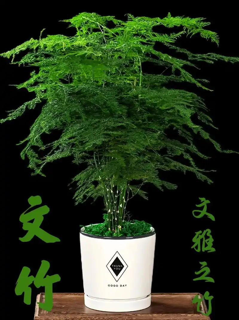 文竹,又称云片松,刺天竹,云竹,俗称文雅之竹.文竹姿态 - 抖音