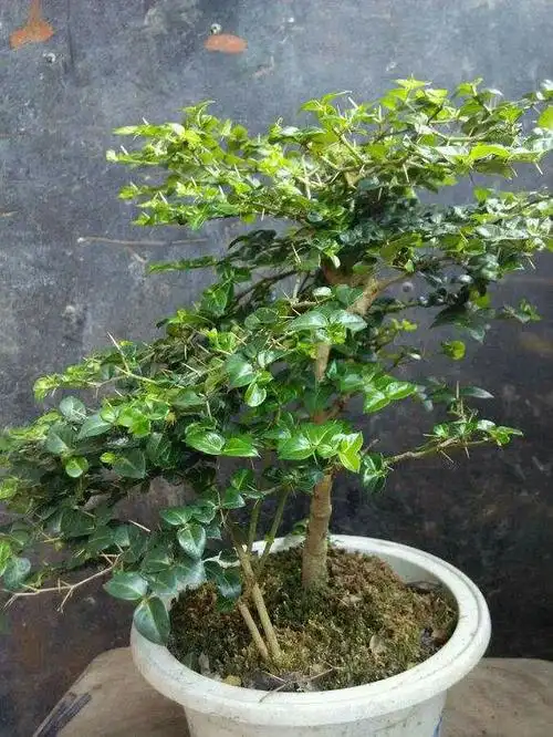 谒金门一一虎刺