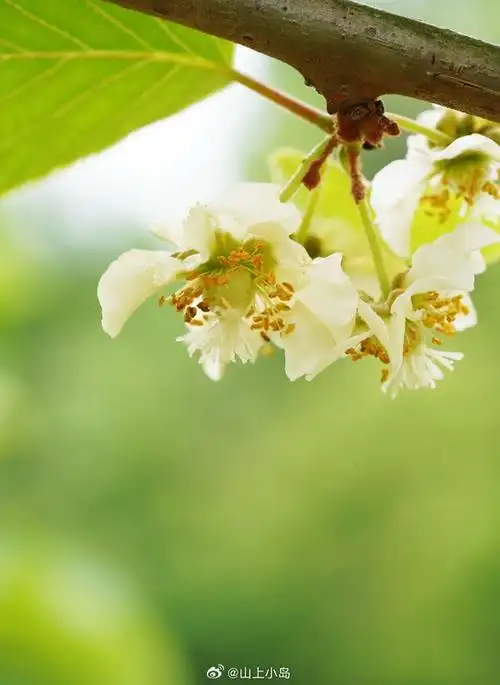中华猕猴桃 actinidia chinensis ——猕猴桃科猕猴桃属.