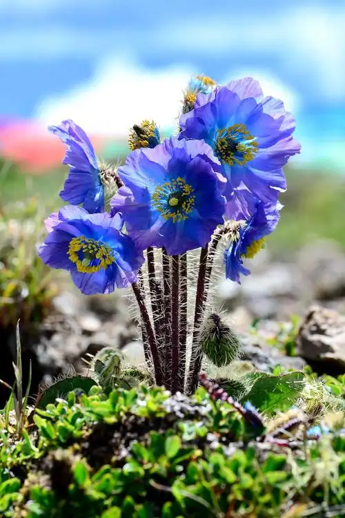 多刺绿绒蒿,花期6-9月.摄于西藏.  阿珠 图