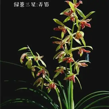 蕙兰顶级绿蕙三星弄影前垄1苗带2芽点b组