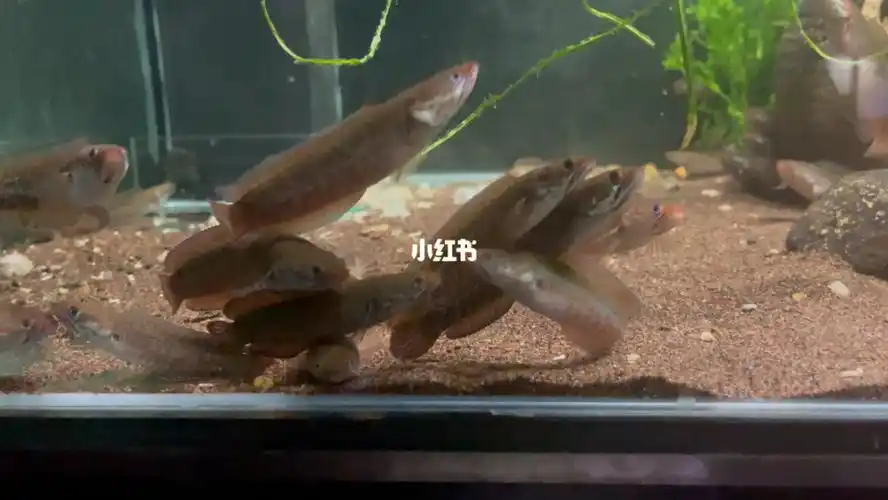 阿萨姆奶茶雷龙79公分