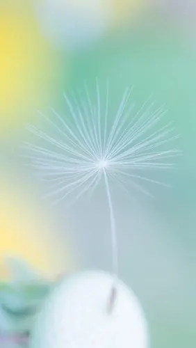 简洁小清新无水印图片手机壁纸