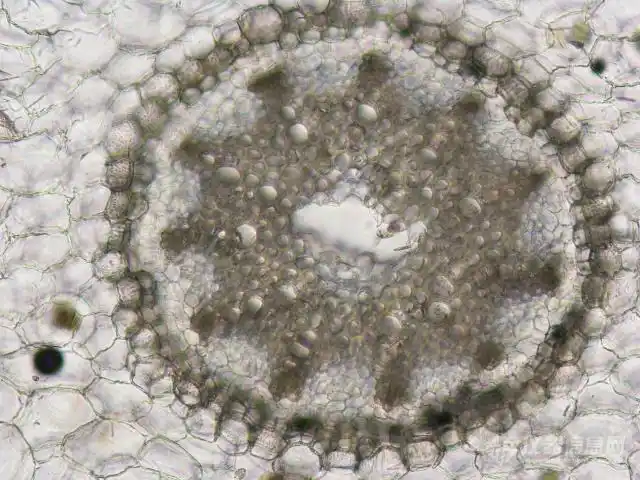 【原创大赛】中药山麦冬横切面显微结构图