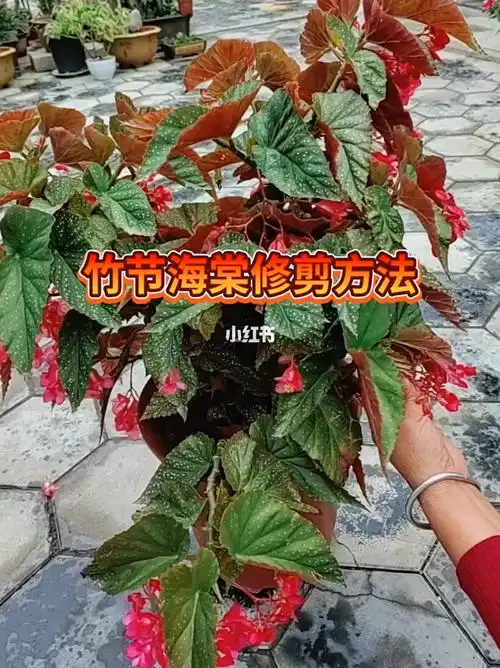竹节海棠的修剪方法