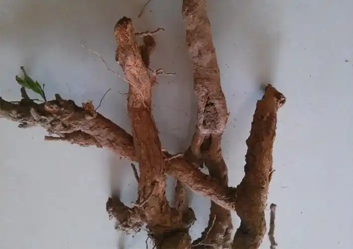 野生老枸杞 根新鲜枸杞根地骨皮枸杞子树根 枸杞头根现挖500g包邮