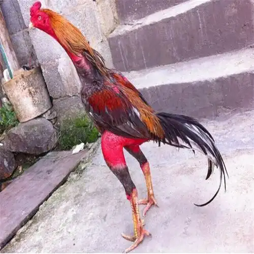 斗鸡图片山东省济宁市比赛斗鸡出售贵阳市地区90