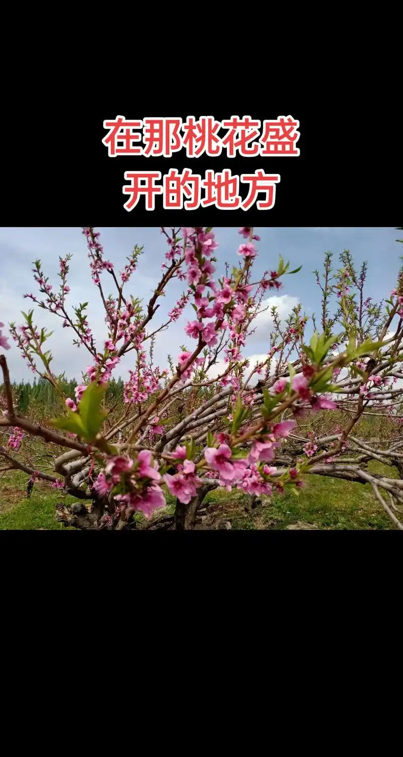 又是一年桃花开 #花开时节留住美好 #五四青年节快乐 #感 - 抖音