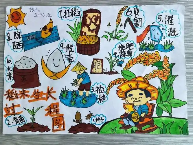 【校园动态】市昆吾小学开展纪念袁隆平院士主题实践活动_水稻_稻田