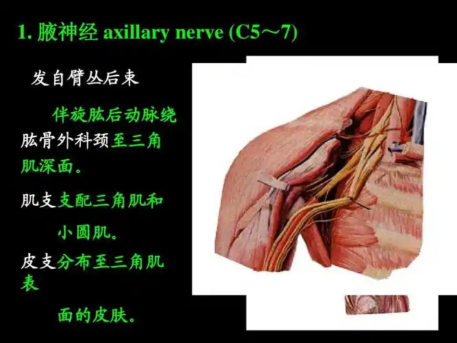 腋神经 axillary nerve (c5~7) 发自臂丛后束 伴旋肱后动脉绕 肱骨