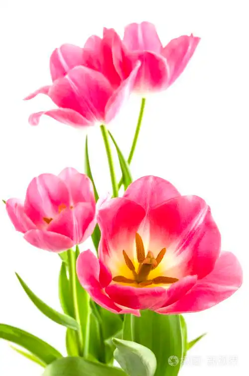 粉红色的郁金香花