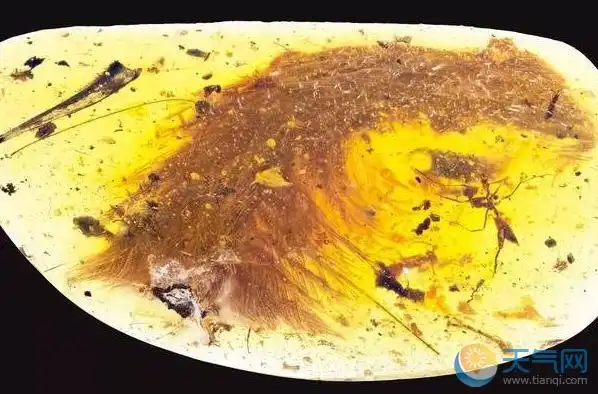琥珀中惊现恐龙化石 为人类首次发现