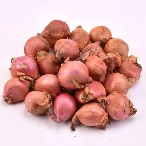 正宗2020年东北毛葱新鲜 农家干毛葱鬼子毛葱黑龙江毛葱头【6月25