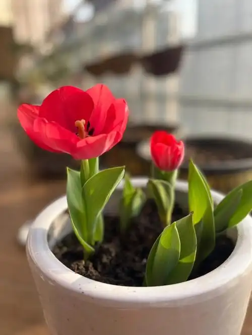 8,成功上岸送给妈妈最好的礼物97我把郁金香土培种植方法分享给大家