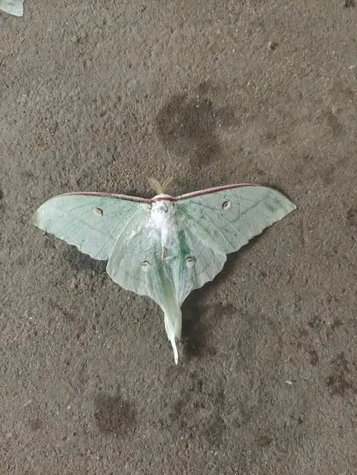 第一次见到颜色这么清新的大绿扑棱蛾子