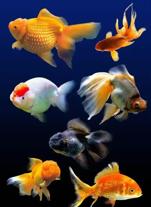 690_945竖版 竖屏