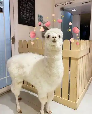 534 微博 04 查看更多 a 微关系 她的关注(71) joey季季 就叫柳爷