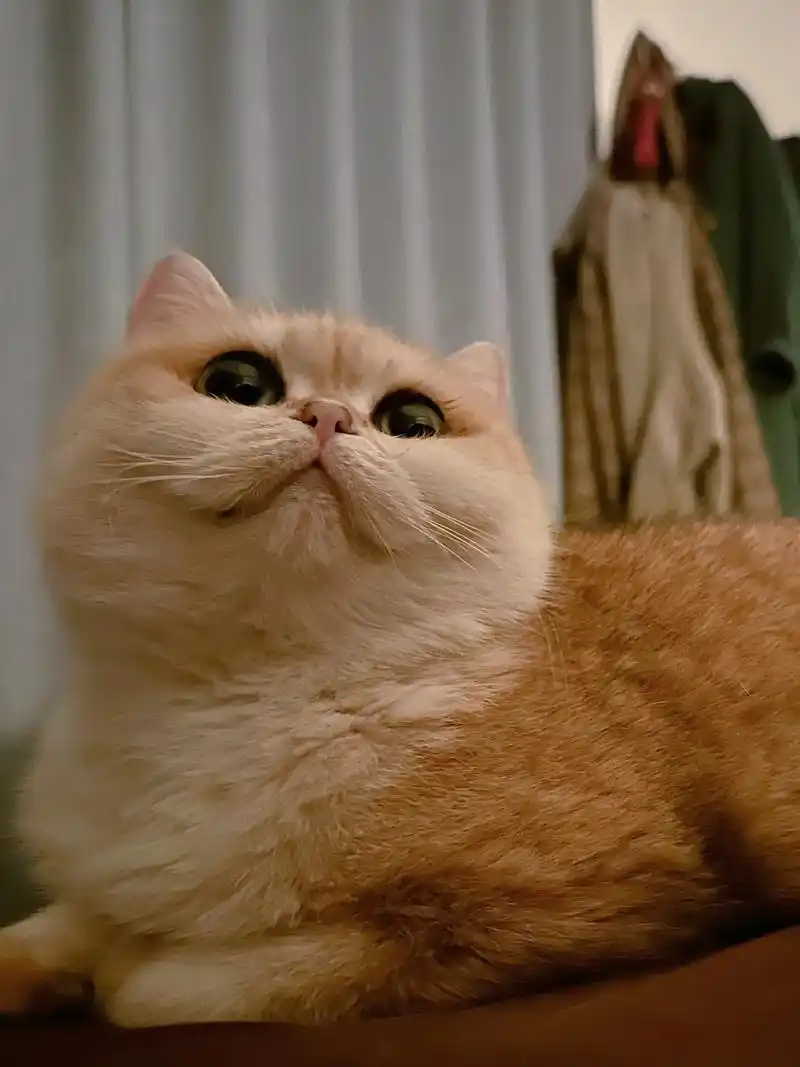 给各位ee看看我们家的单眼皮大眼儿帅哥.俄罗斯混血金渐层～ - 抖音