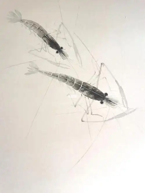 国画没骨  临摹两只小虾米原图来自@张十安老师#画画的日常