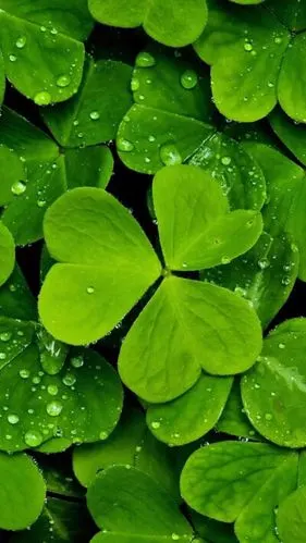 绿色壁纸唯美小仙女