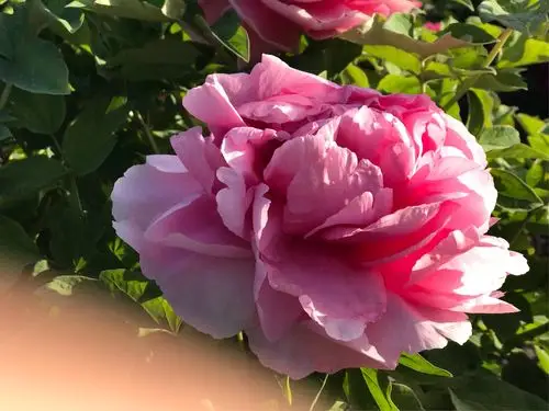 牡丹～四月最美的遇见