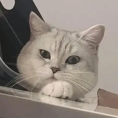 散财童子.聚焦逆子#头像#猫#银渐层#逆子 - 抖音