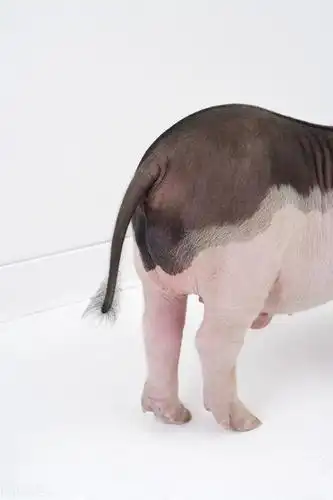 关注猪尾巴翘起咬尾可能要开始