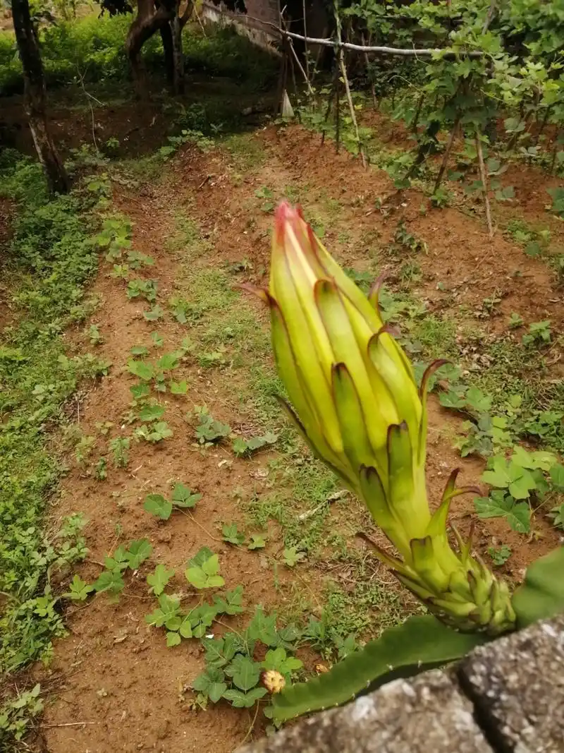 火龙果和霸王花傻傻分不清 火龙果和霸王花感觉没区别呀
