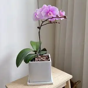 蝴蝶兰盆栽带花图片