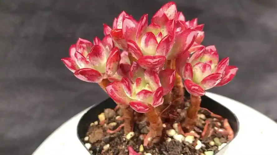 多肉植物红稚莲