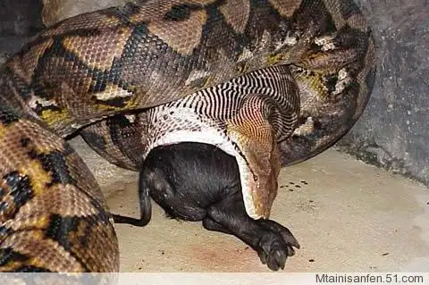 世界上最大的蛇