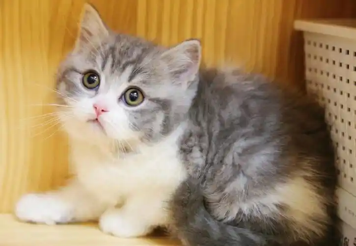 猫咪  #我家宠物好可爱  #新手养猫  #英短  #铲屎官