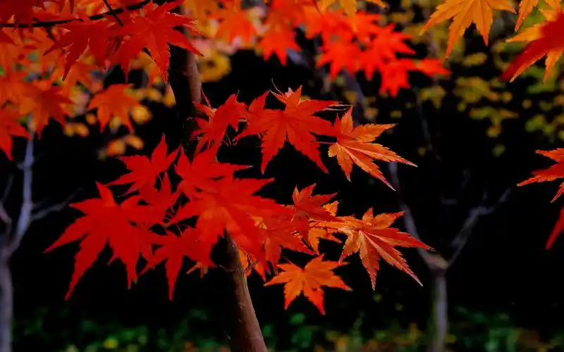 红火的枫叶秋季唯美图片桌面壁纸