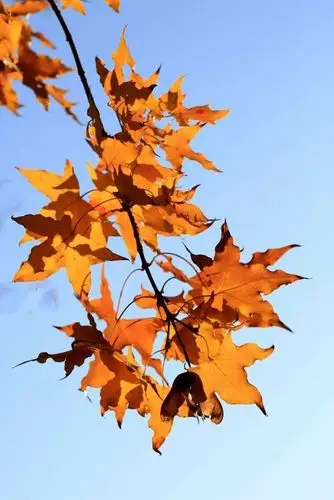 早早的查看立秋日子和准确的时分,因为那时懵懵懂懂的听说立秋时树叶