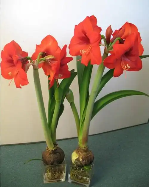 这5种球根花卉适合冬季水培-种植技术-中国花木网