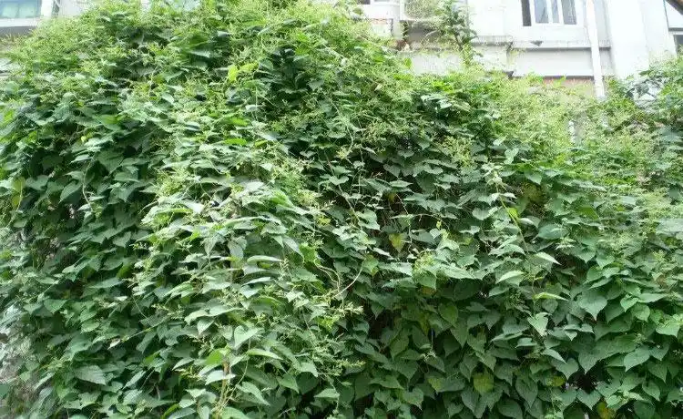 首乌藤的功效与作用(炒酸枣仁的功效与作用)