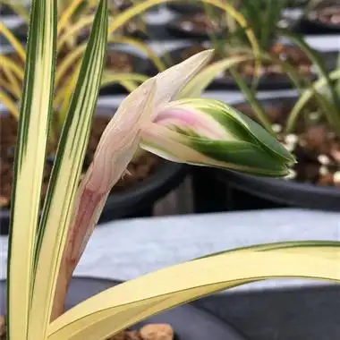 春兰红中透花带2花苞 - 中国兰花交易网