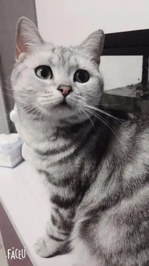 家养成年美短转让