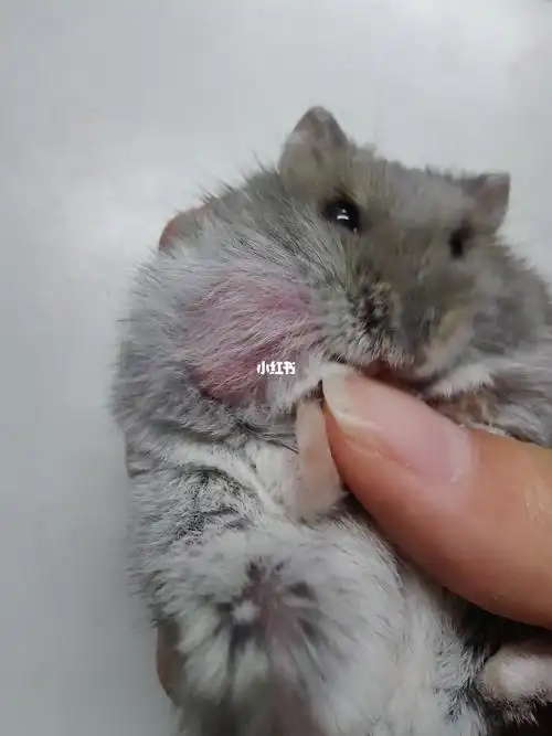 仓鼠颊囊那个地方长了个肿瘤0101