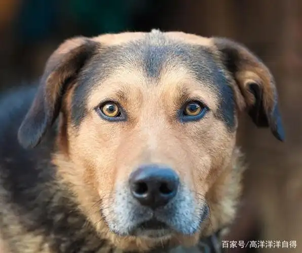 狗盯着你看的七个原因,后一个人尽皆知