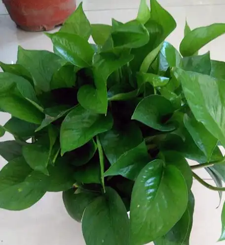 冬天里,怎么让绿萝还能绿油油?做好6点管理,冬天还能!