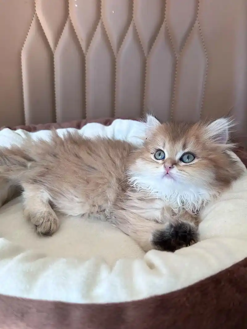 杭州小偿出11色长毛金渐层.妹妹 两个月大 特粘人 喜欢贴贴 - 抖音